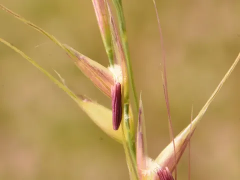 Lemmon's needlegrass