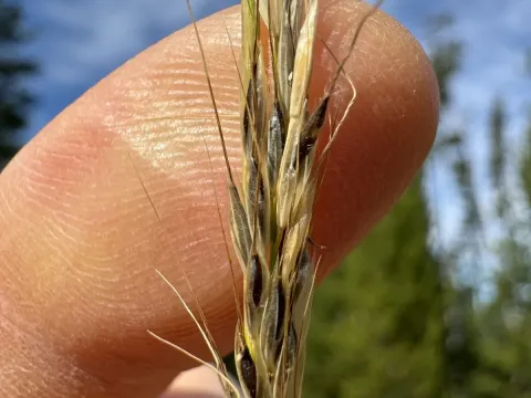 Nelson's needlegrass