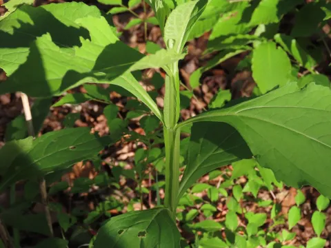 White crownbeard
