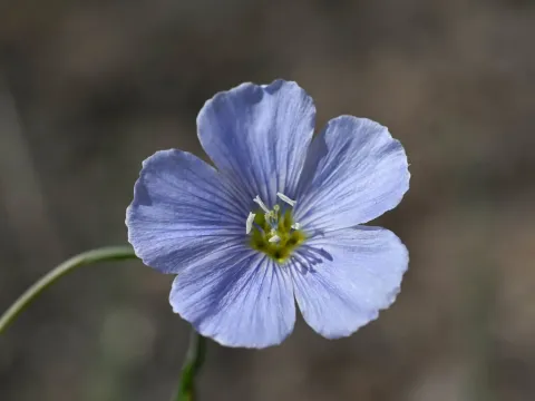 Лен Льюиса