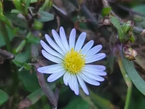 Symphyotrichum divaricatum