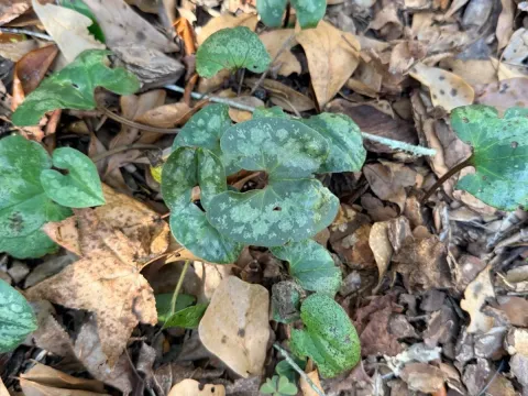 Chinese wild ginger