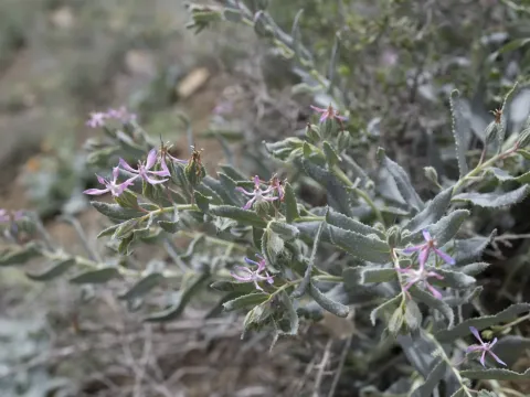 Caccinia macranthera