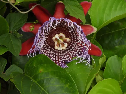 Passiflora decaisneana