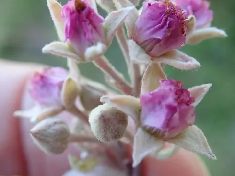 Ludwig's bramble