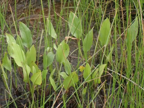 Alisma triviale