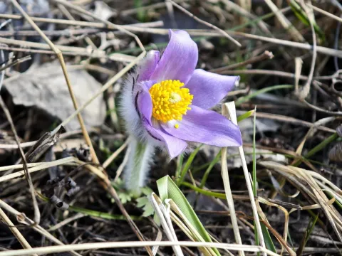 Eastern pasqueflower