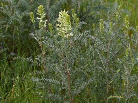Asymmetric milkvetch