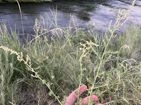 Лобода Серена