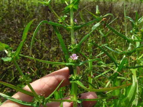 Ammannia robusta