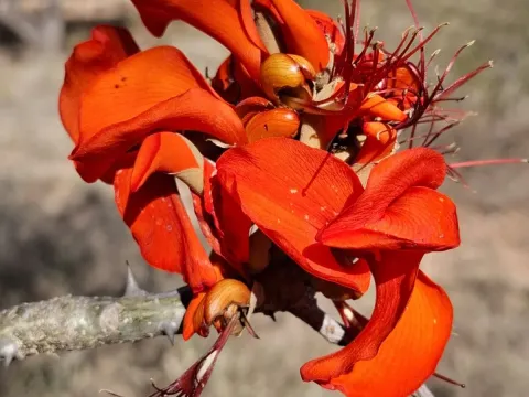 Velvet coralbean