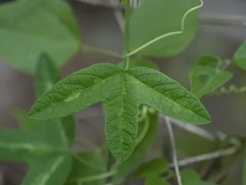 Пасифлора жовта
