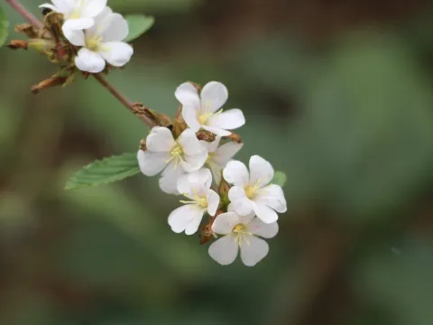 Melochia parviflora