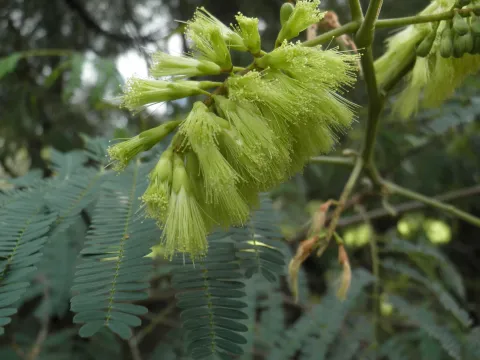 Paraserianthes