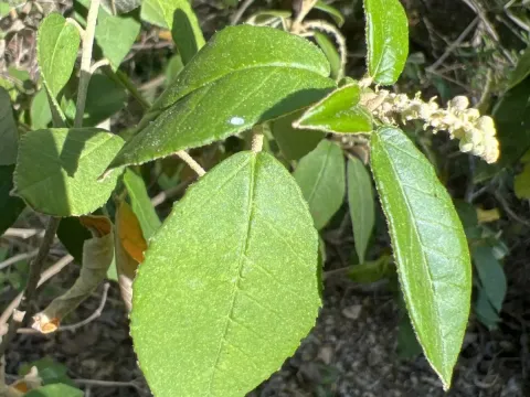 Croton cortesianus
