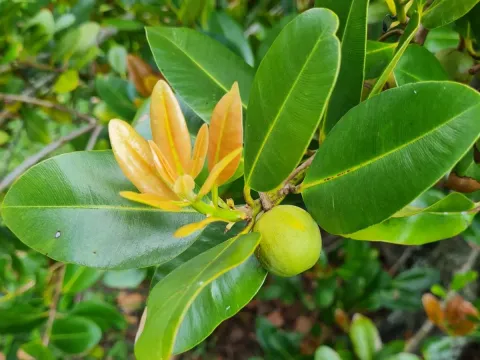 Calophyllum antillanum