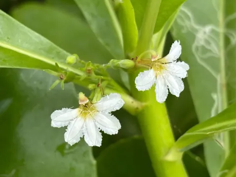 Scaevola taccada