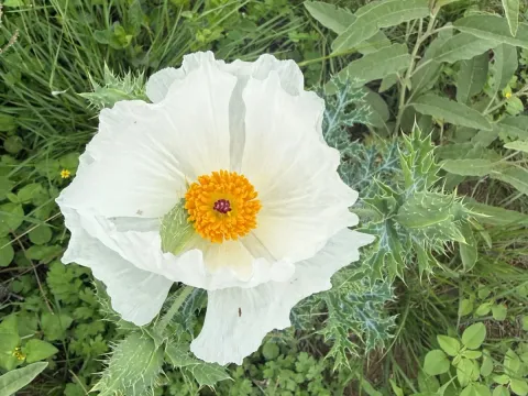 Orange prickly poppy
