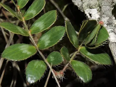 Mimosa modesta