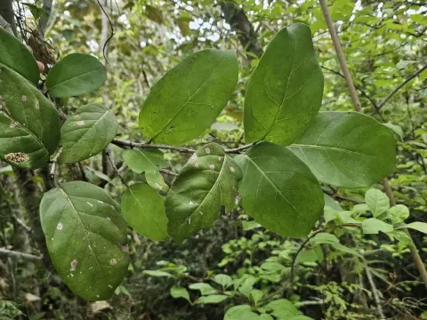 Coccoloba barbadensis