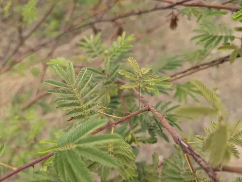 Mimosa hostilis