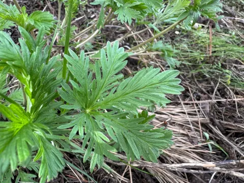 Graceful cinquefoil