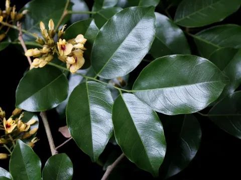 Pterocarpus rohrii