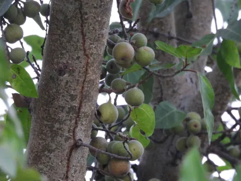 Cluster fig