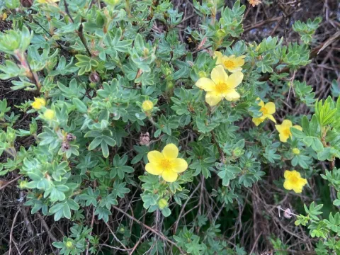 Potentilla fruticosa