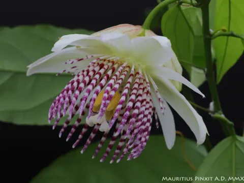 Passiflora riparia