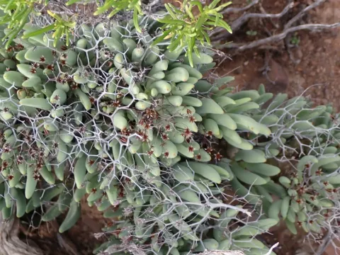 Tylecodon