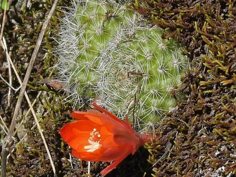 Rebutia fiebrigii
