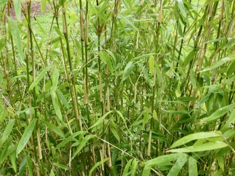 Dwarf bamboo