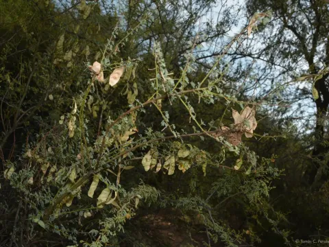Mimosa detinens
