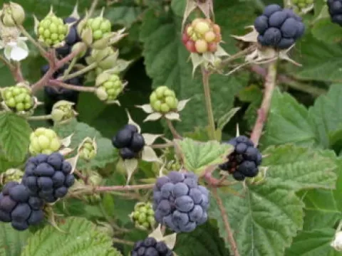 European dewberry