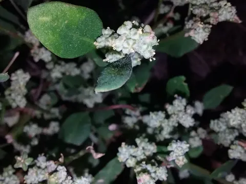 Chenopodium pedunculare
