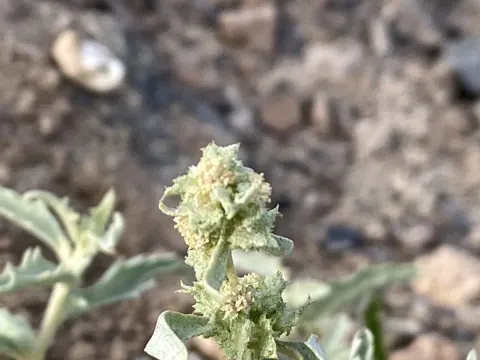 Semilunar saltbush