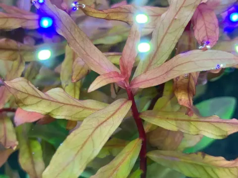 Ammannia gracilis