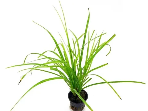 Cyperus helferi