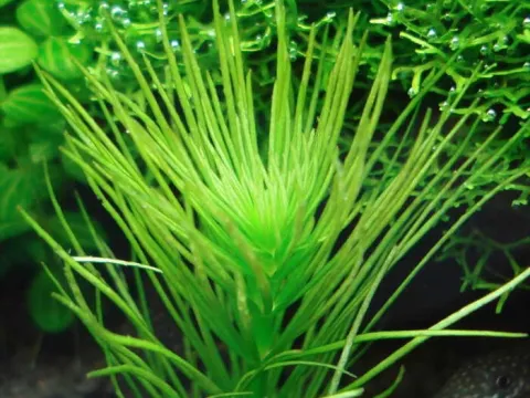 Hydrotriche