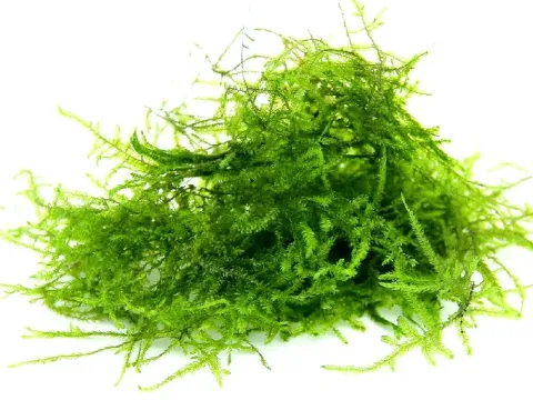 Vesicularia