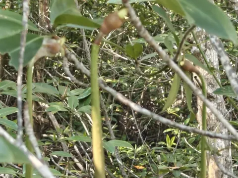 Rhizophora apiculata