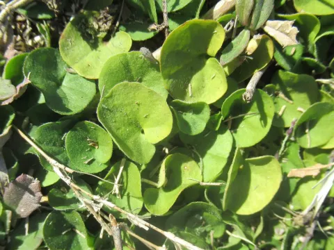 Dichondra