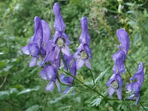 Aconitum loczyanum