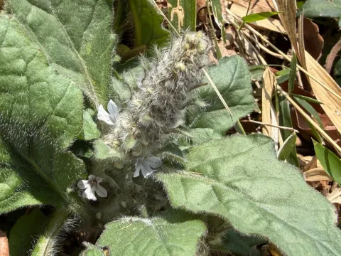 Nippon bugleweed