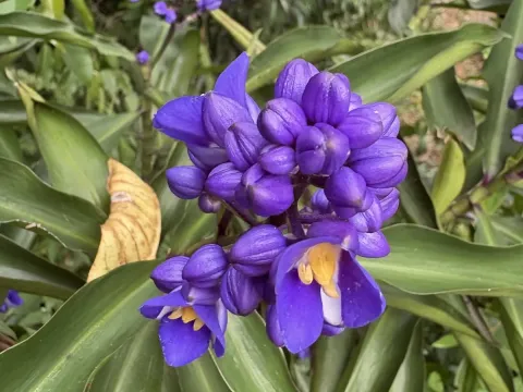 Dichorisandra
