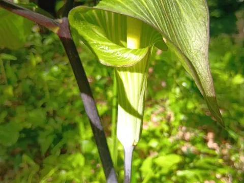 Arisaema serratum