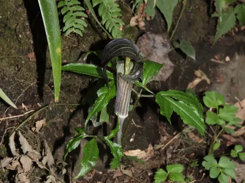 Arisaema limbatum