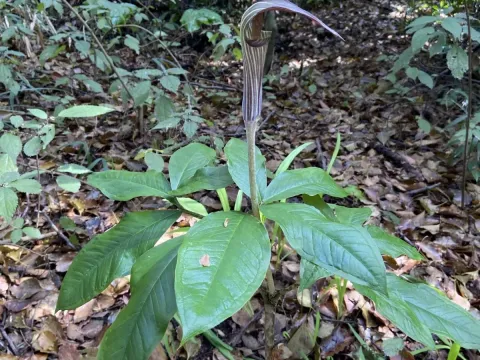 Arisaema japonicum