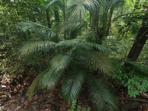 Rhopaloblaste